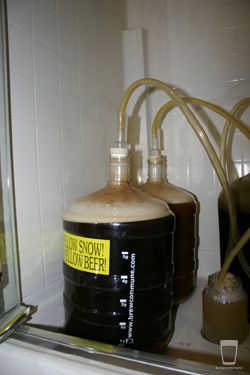Club brew fermentation
