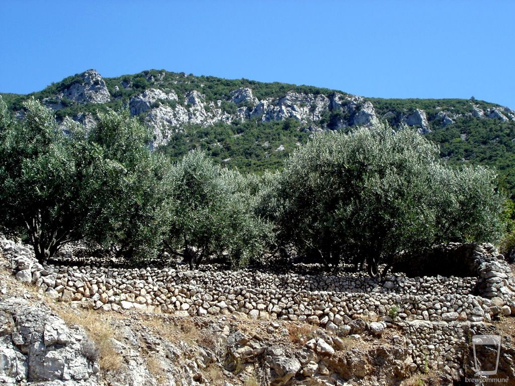 Olive Trees
