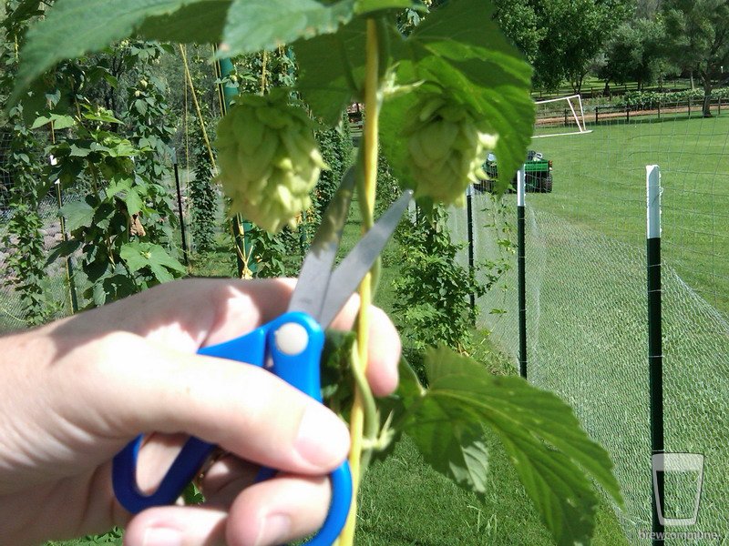 Cutting the cones
There was some debate as to using scissors to cut the cones, or fingers to pluck them... I tried both, but did most of them with scissors...  dunno why...
Keywords: hops, harvest, 2010, sedona