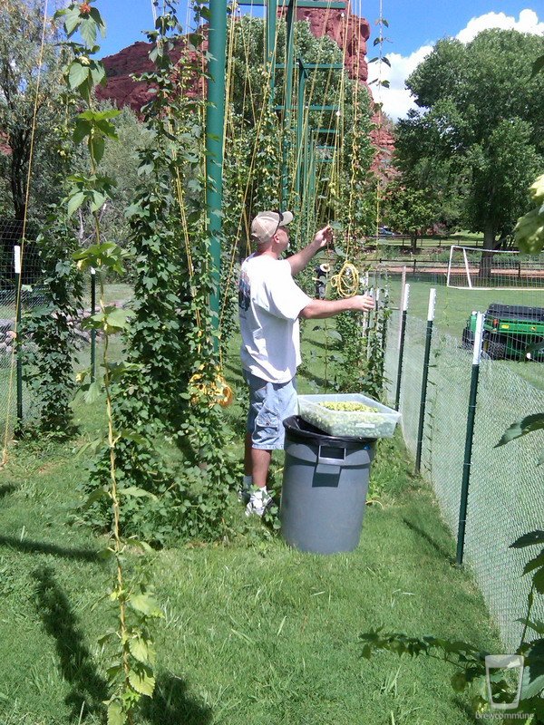 Working the Hop Yard
Keywords: hops, harvest, 2010, sedona