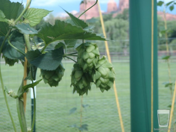 Late July Hops
Keywords: hops, growing, Sedona