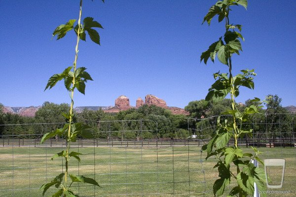 Sedona Hops
Keywords: Sedona, Arizona, Hops, growing