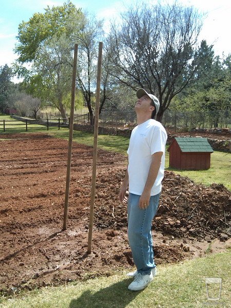 HopFarmer2
In 2009, I planted 2 Centennial rhizomes .. one came up, and survived fine through the hot Sedona summer.
