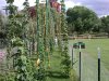 2010Harvest3.jpg