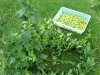 2010Harvest5.jpg