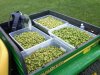2010Harvest8.jpg