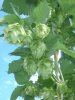 2010_July28_hops_6.jpg