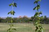 HOPS_of_SEDONA_s.jpg