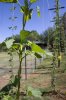 HOPS_tall_7-2-10_s.jpg