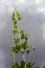 many_BUDS_7-7_s.jpg