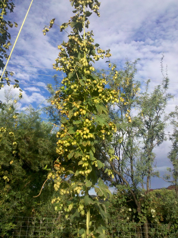 Cascades ready for harvest