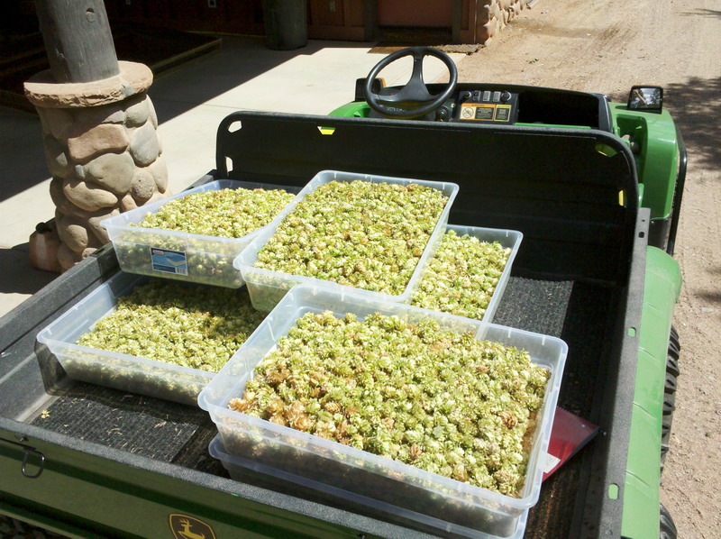 Plenty of hops!